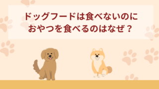 ドッグフードは食べないのにおやつを食べるのはなぜ？愛犬への対処法を解説