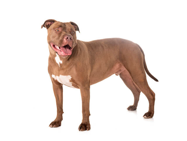 ピットブルの特徴