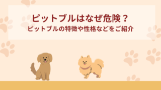 ピットブルはなぜ危険？ピットブルの特徴や性格など