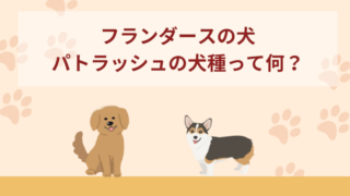 フランダースの犬「パトラッシュ」の犬種って何？セントバーナード？
