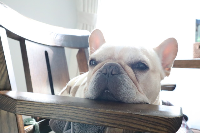 フレンチブルドッグ