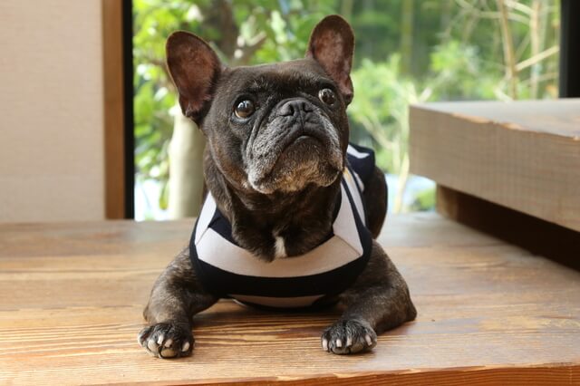 フレンチブルドッグ