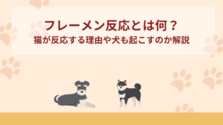 フレーメン反応って何？猫が反応する理由は？犬も起こす？