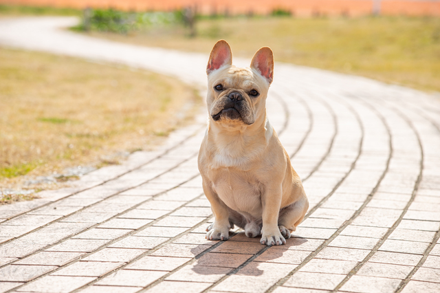 ブルドッグ