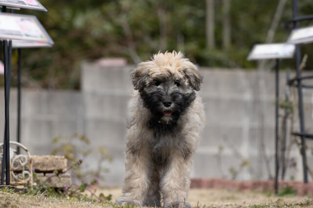 ブービエ・デ・フランダース
