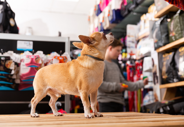 ペットショップにいる犬