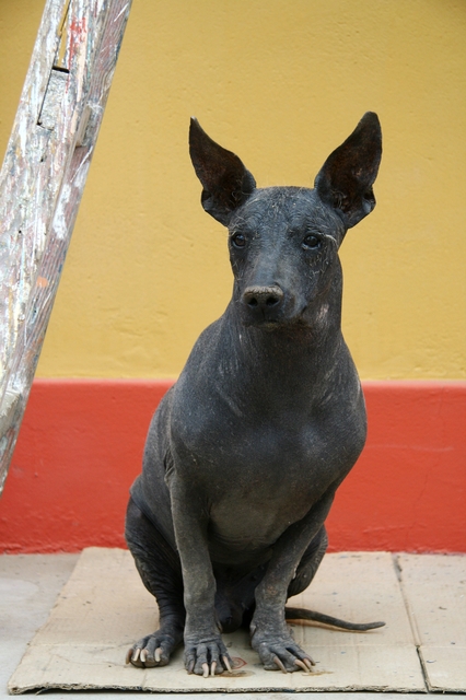 ペルービアン・ヘアレス・ドッグ