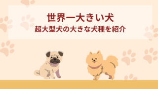 世界一大きい犬を紹介【ギネス認定】！超大型犬の大きな犬12選！