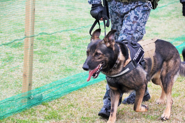 人のために働く犬