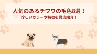 人気のあるチワワの毛色8選！珍しいカラーや特徴を徹底紹介！