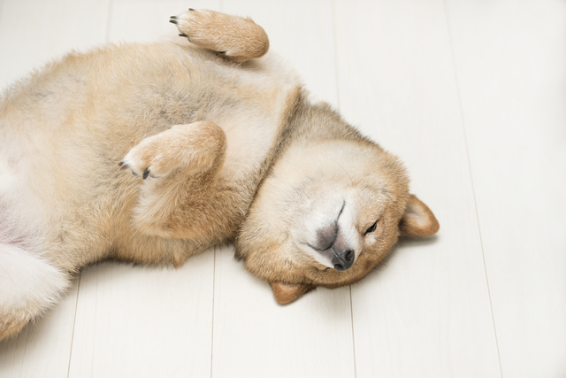 仰向けになる柴犬