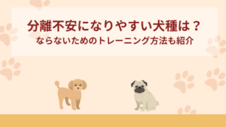分離不安になりやすい犬種！ならないためのトレーニング方法