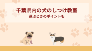 千葉県内の犬のしつけ教室おすすめ7選！選ぶときのポイントも