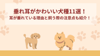 垂れ耳がかわいい犬種11選！耳が垂れている理由と飼う際の注意点も紹介！