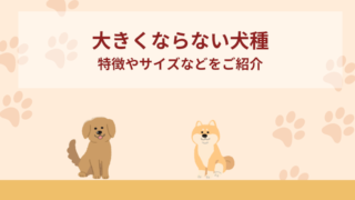 大きくならない犬種15選！特徴やサイズなど