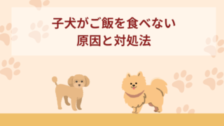 子犬がドッグフード(ご飯)を食べない6つの原因と対処法