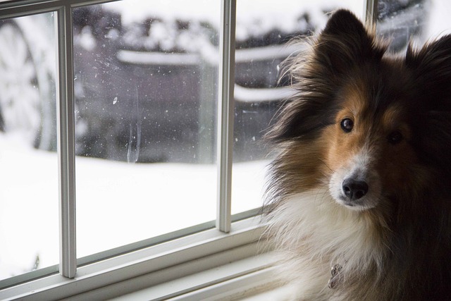 室内でシェルティを飼う際のポイント