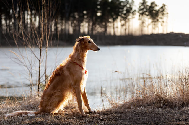 川辺にいるボルゾイ