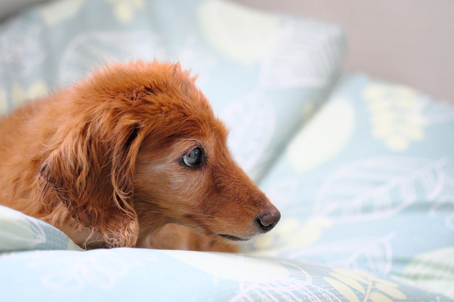 布団の上に乗る犬