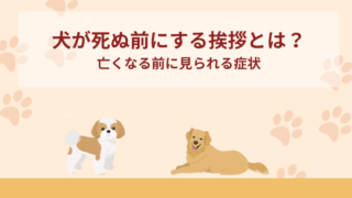 愛犬が死ぬ前に飼い主にする挨拶って？亡くなる前に見られる症状