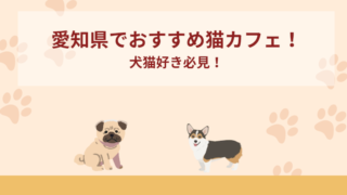 愛知県でおすすめ猫カフェ5選！犬猫好き必見！