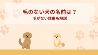 毛のない犬の名前は？毛がない理由も