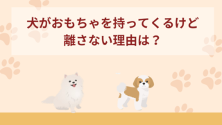 犬がおもちゃを持ってくるけど離さない理由は？対処法や注意点などを紹介