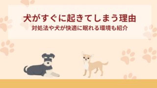 犬がすぐに起きてしまう理由4選！対処法や犬が快適に眠れる環境も紹介！