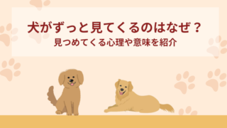 犬がずっと見てくるのはなぜ？見つめてくる心理・意味は？