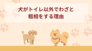 犬がトイレ以外でわざと粗相をする理由！対処法も解説