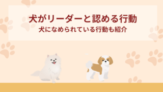 犬がリーダーと認める行動7選！犬になめられている行動も
