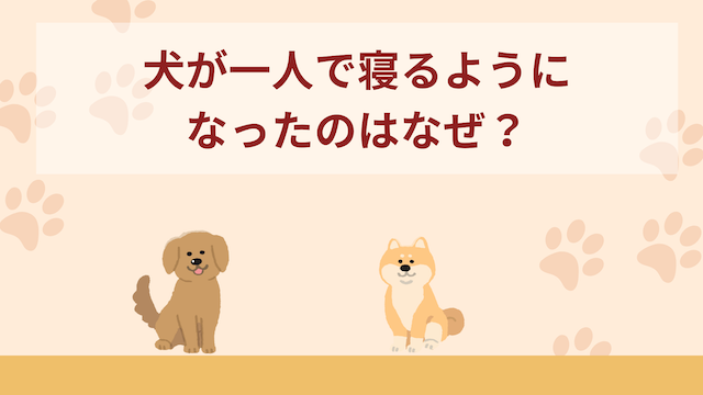 犬が一人で寝るようになったのはなぜ？心理は？一緒に寝る人は選ぶ？