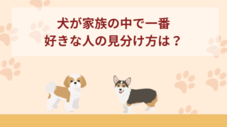 犬が家族の中で一番好きな人の見分け方は？行動・サインなどをご紹介！
