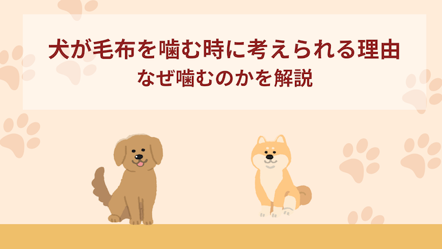 犬が毛布を噛む時に考えられる9つの理由！なぜ噛むのか