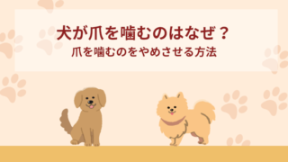 犬が爪を噛むのはなぜ？爪を噛むのをやめさせる方法4選！