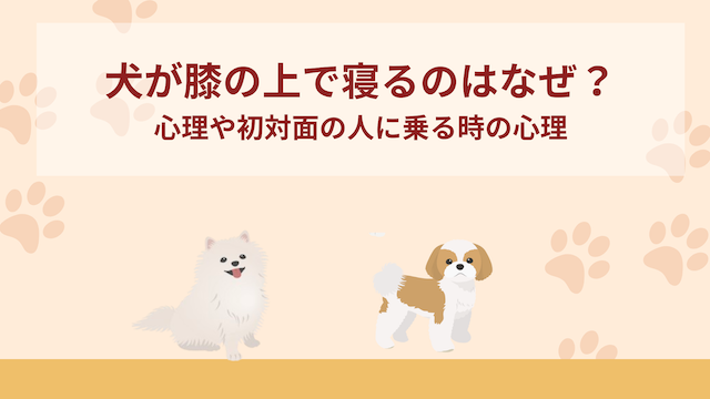犬が膝の上で寝るのはなぜ？心理や初対面の人に乗る時の心理