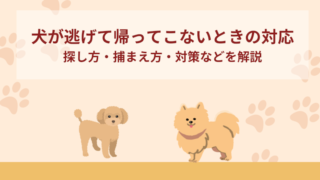 犬が逃げた！帰ってこないときの9つの対応