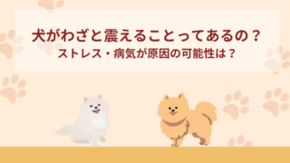 犬が震えるのがわざとなことってあるの？ストレス・病気が原因の可能性は？