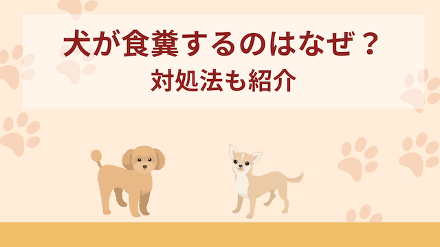 犬が食糞するのはなぜ？12個の対処法を紹介