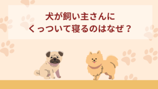 犬が飼い主さんにくっついて寝るのはなぜ？寝る場所による違いも