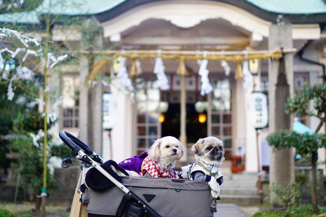 犬と神社