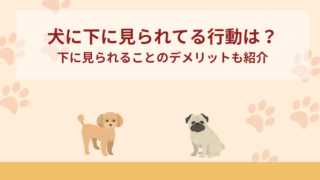 犬に下に見られてる行動は？下に見られることのデメリットも紹介