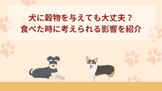 犬に穀物を与えても大丈夫？食べた時に考えられる影響を紹介