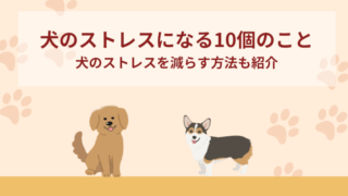犬のストレスになる10個のこと｜犬のストレスを減らす方法も