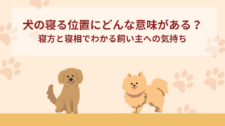 犬の寝る位置にどんな意味がある？寝方と寝相でわかる飼い主への気持ち