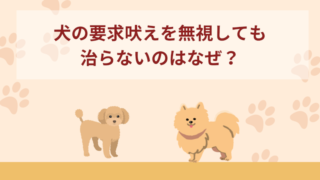 犬の要求吠えを無視しても治らないのはなぜ？原因や対処法などをご紹介！