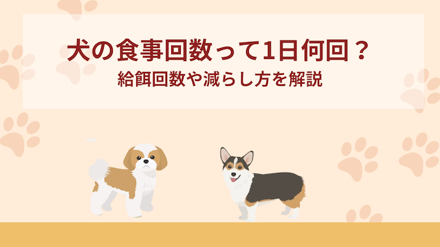 犬の食事回数って1日何回？給餌回数や減らし方を解説