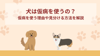 犬は仮病を使うの？仮病を使う理由・見分ける方法
