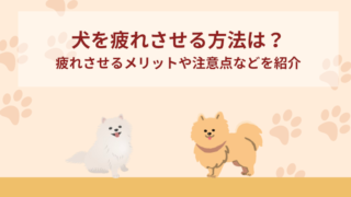 犬を疲れさせる方法は？疲れさせるメリットや注意点などをご紹介！