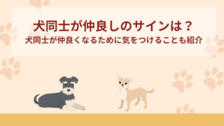 犬同士が仲良しのサインは？犬同士が仲良くなるために気をつけることも